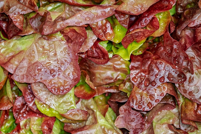 Creative Salad